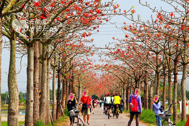 [ 台南⊙白河]2016林初埤木棉花道。在全亞洲最美的花海街道下.看著綻放的木棉花。