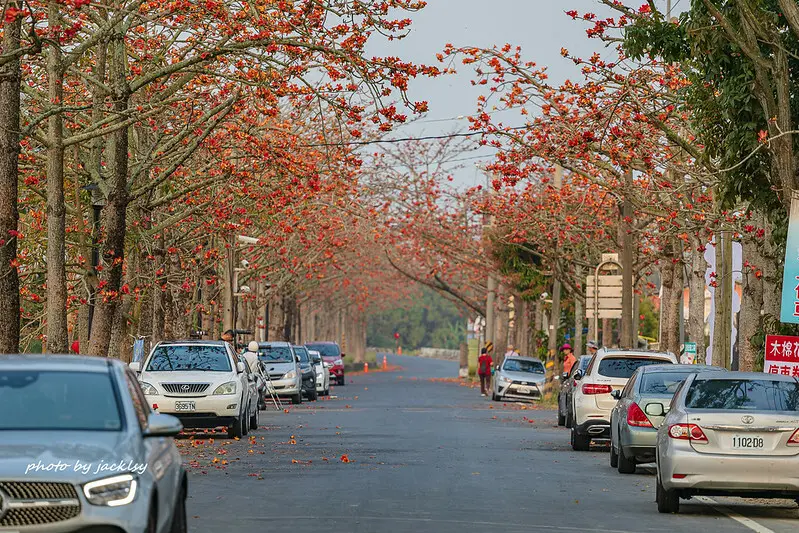 210320台南-白河林初埤木棉花道