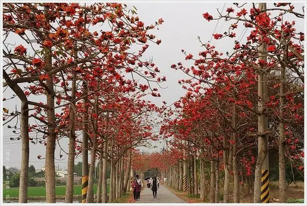[台南|白河。林初埤木棉花道 期間限定 火紅綻放] 