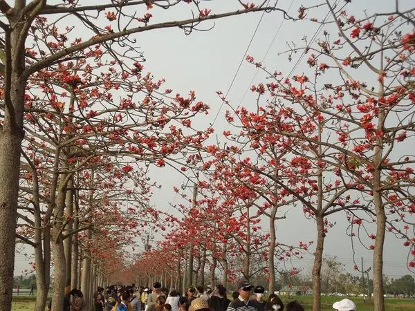 2019台南白河林初埤木棉花季~全球最美十五條花道之一~