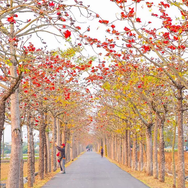 【台南景點】好浪漫！在木棉花隧道裡散步，美麗的木棉花道&雙色稻田：白河林初埤木棉花道