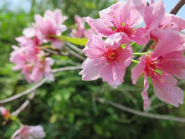 美哉秋紅谷悠悠..   秋紅谷生態園區