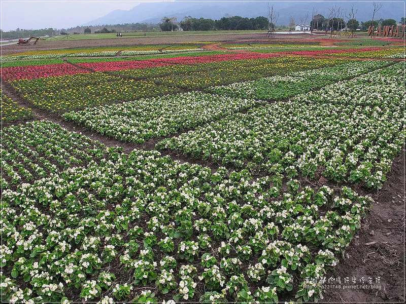 [花蓮光復旅遊] 台9線熱門景點-大農大富平地森林園區，花海圖騰加配人造森林的深秋楓紅，值得推薦不能錯過的美景