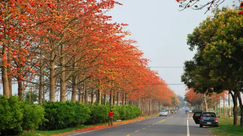 夕陽無限好 ? * 雲林虎尾 . 145 木棉花之道