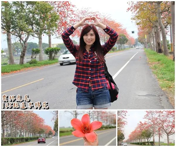 【雲林景點】雲林145縣道木棉花~整條路綿延不絕的開的熱情奔放，風情萬種，讓人流連往返吶        
      