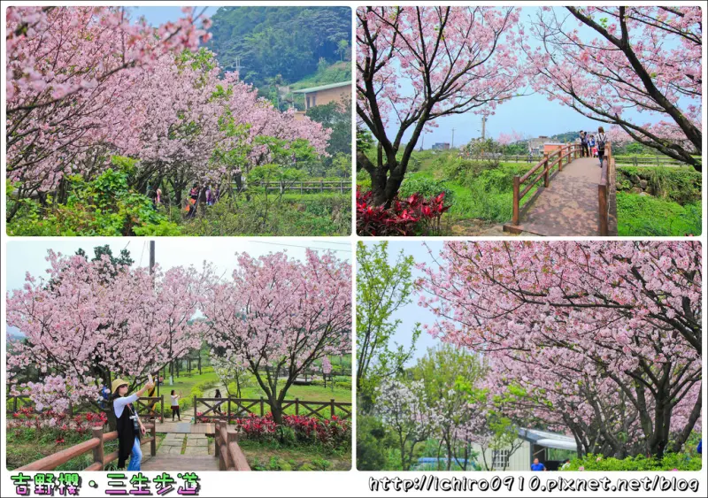 [賞花]【淡水線淡水站】三芝三生步道。粉嫩吉野櫻盛開中