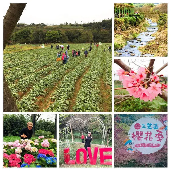 【三生步道櫻花】2019三芝櫻花季/淺水灣濱海步道/小馬貝菈親子景觀餐廳/三芝山海之戀一日遊(最新花況2019/3/16)