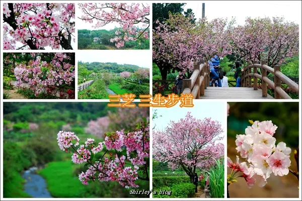 三芝.三生步道櫻花真美麗              
