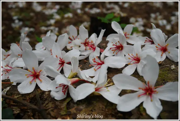 三芝．三生步道賞桐花(2017年)