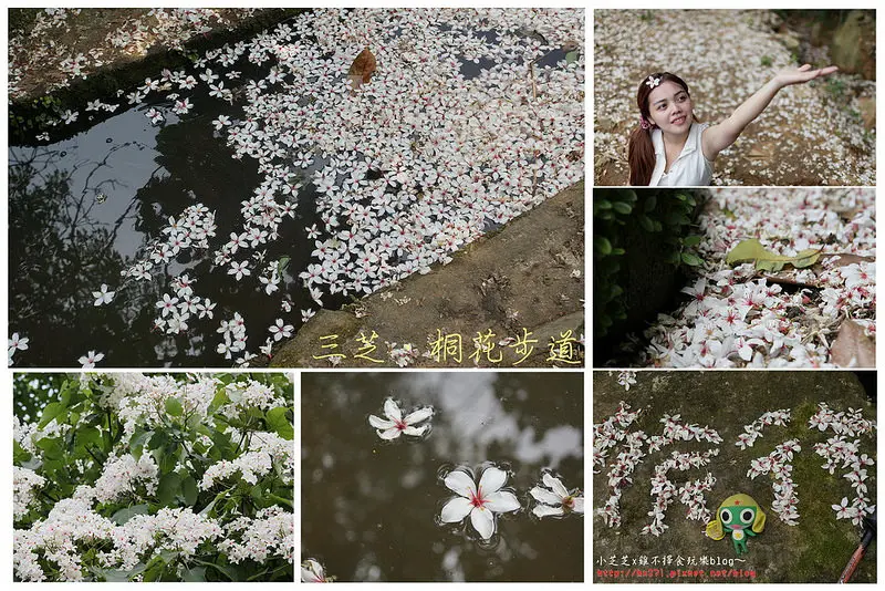 【台北景點】三芝大坑溪三生步道，橫山里桐花步道大盛開~桐花朵朵隨潺潺水流恣意飄動~浪漫飄落五月雪~