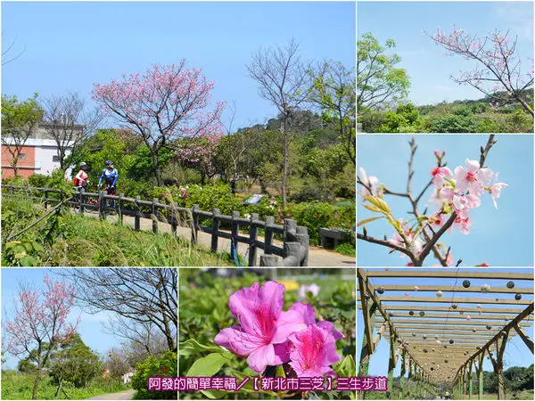 ﹝新北市三芝遊記﹞三生步道　藍天白雲、微風徐徐、青山綠草、鳥語花香、潺潺小溪相伴的悠閒愜意美好時光～（4/3日花況）　／大台北賞櫻／大台北櫻花大道／三芝賞櫻
