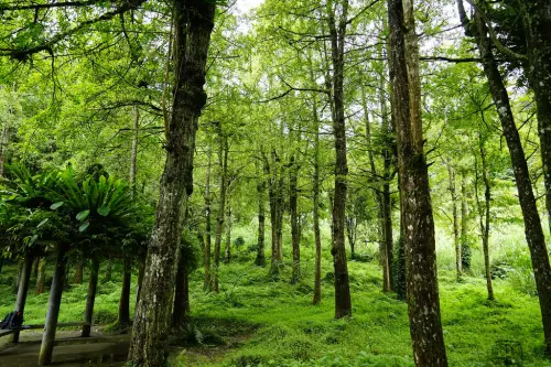 溪頭-夏天上山避暑