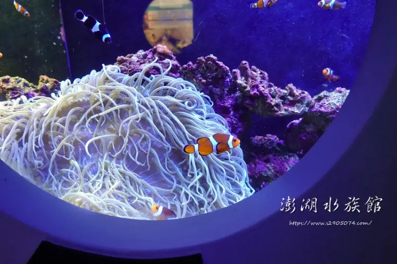 澎湖-澎湖水族館✔不可錯過餵食秀➺調皮魟魚vs.巨大龍膽石斑搶魚吃