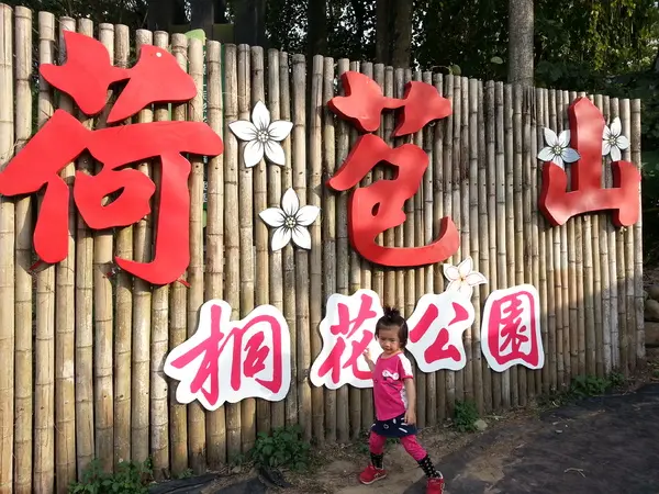[雲林][景點]古坑荷苞山桐花公園~雪白飄飄五月雪        
      