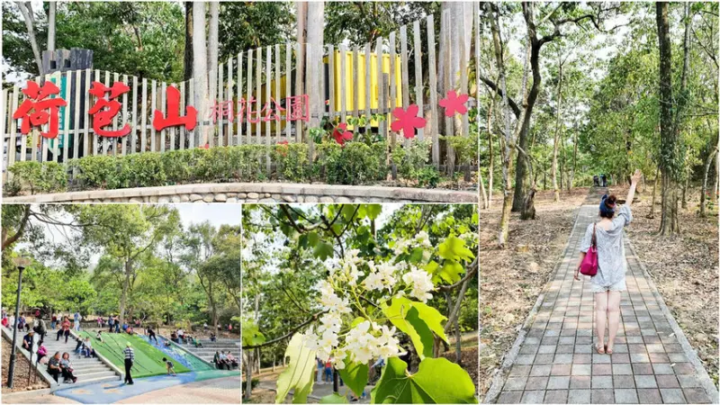 【雲林古坑】 荷苞山桐花公園 免門票景點 登山步道｜親子旅遊