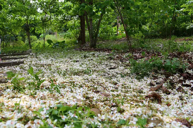 荷苞山桐花公園。駐足凝視隨風飄來的四月雪如夢如幻