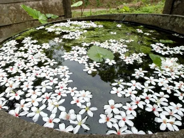 [雲林|旅遊] 2016雲林古坑桐花祭-荷苞桐花公園♥4/17前往，還我滿山滿谷的桐花！！！