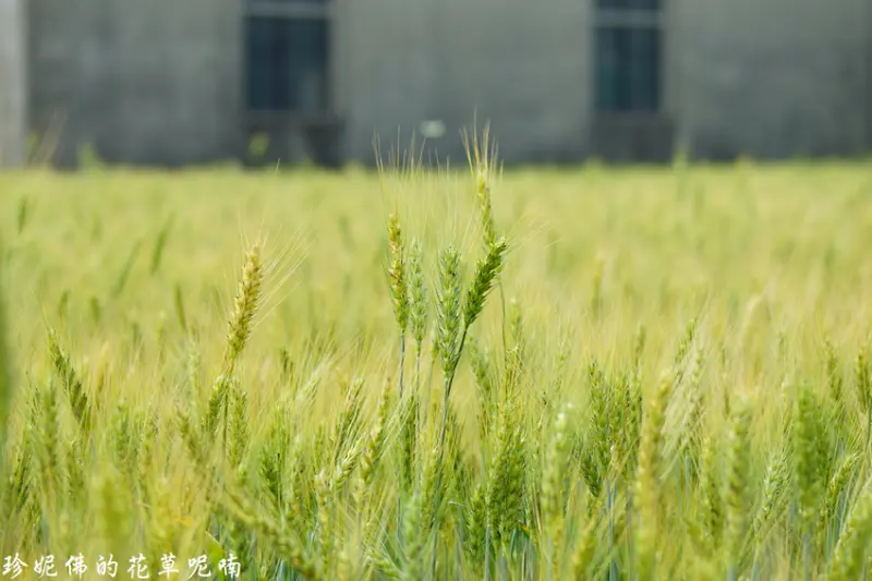【台中-大雅區】2019大雅小麥文化節「情訂麥鄉．儂情久久」