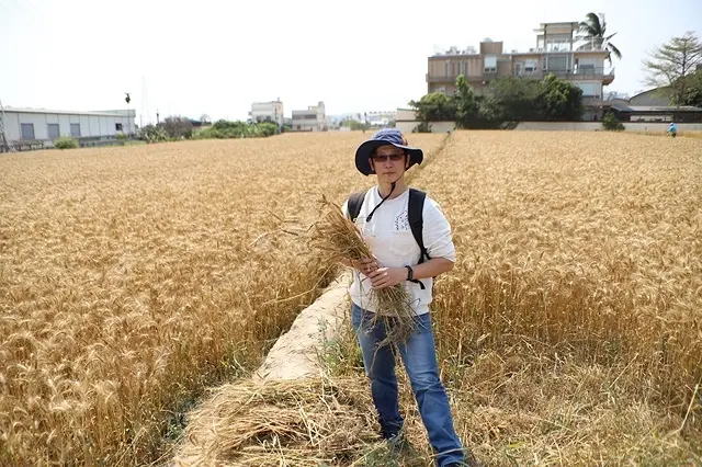 2021台中大雅文化小麥節｜大雅小麥田土角厝｜金色麥浪來襲～