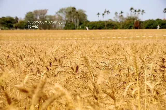 2020大雅文化小麥節&大雅小麥田土角厝&員林里寶興宮麥浪來襲～