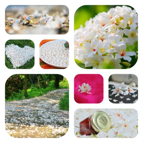 那些年 . 油桐花 の 愛戀