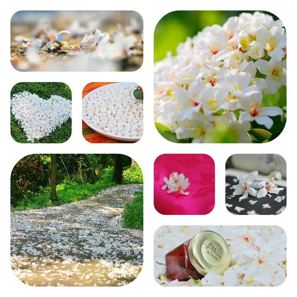 那些年 . 油桐花 の 愛戀