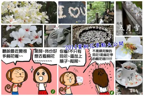 2014年5月雪全台賞桐花景點與地區不私心大公開