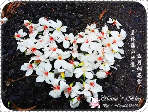 【彰化】遇見雪的4月天-桐花❤員林藤山步道