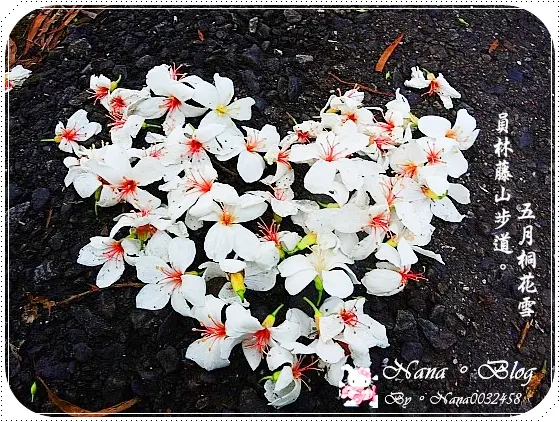 【彰化】遇見雪的4月天-桐花❤員林藤山步道