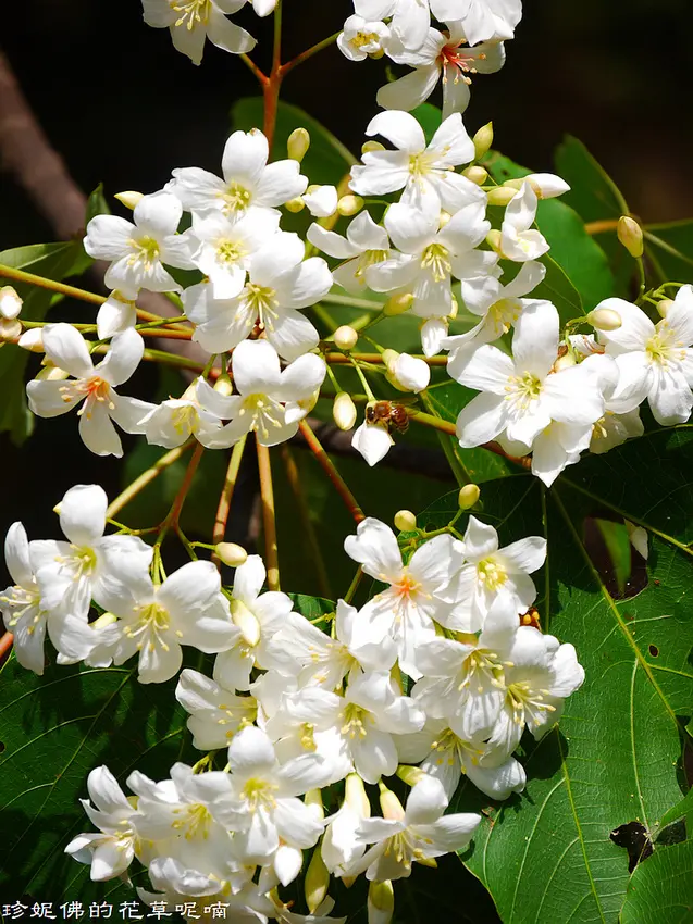 ▲彰化必拍賞花景點推薦：藤山步道 /珍妮佛的花草呢喃 提供、WalkerLand窩客島整理