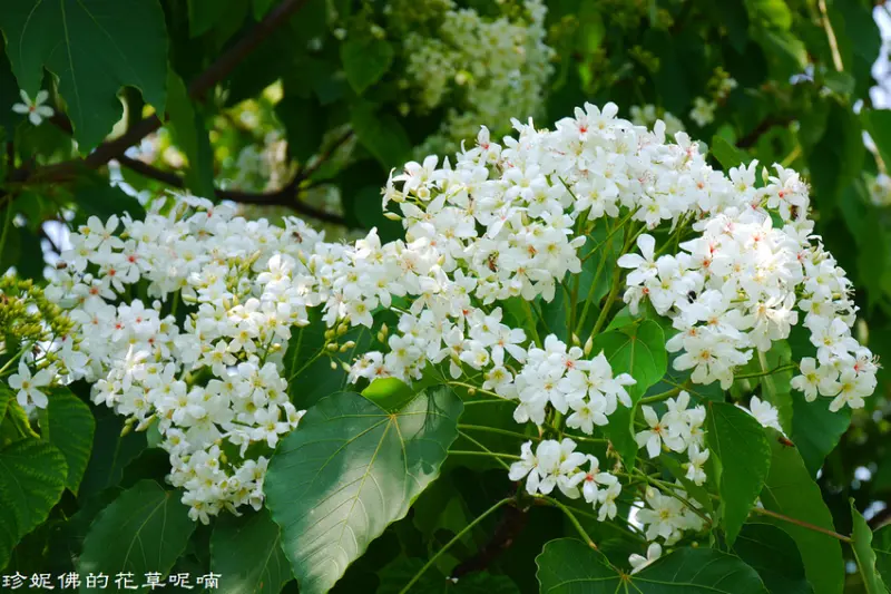 【彰化-員林市】2019藤山步道桐花開了