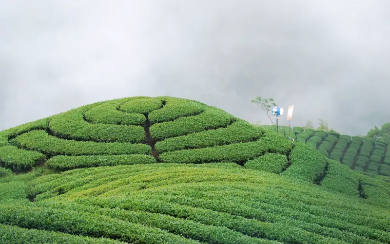漫步雲端 . 茶香 ( 茶鄉 ) * 南投竹山 . 八卦茶園
