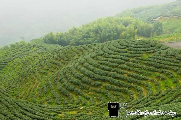 【南投。竹山】茶飲料廣告場景。軟鞍八卦茶園