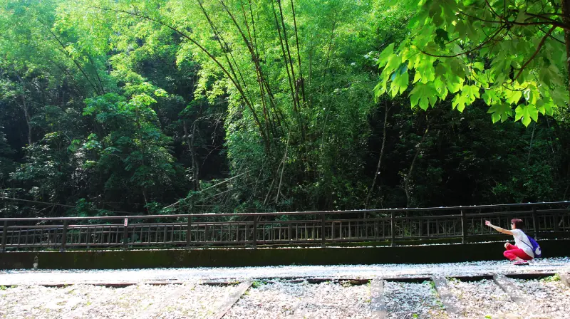 雪白 . 初心 * 彰化芬園 . 挑水古道桐花祭