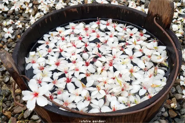 彰化 挑水古道~原來賞花可以不用長途跋涉