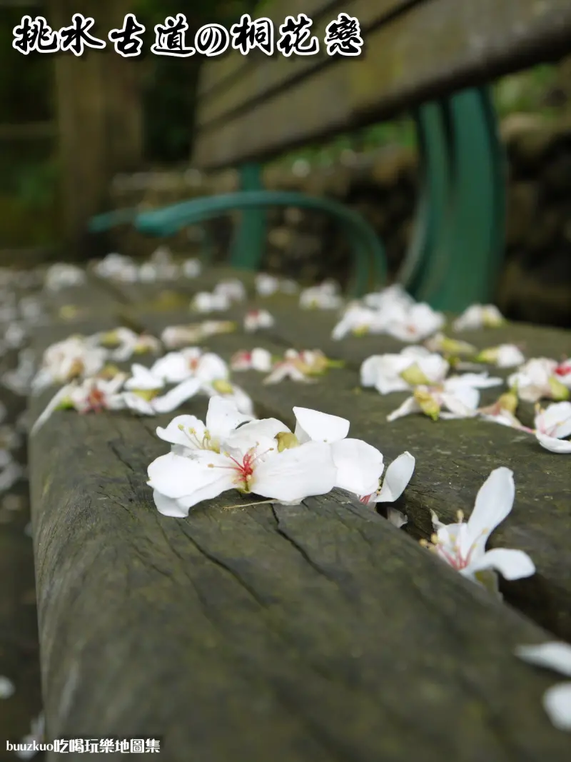 挑水古道。桐花戀 ～