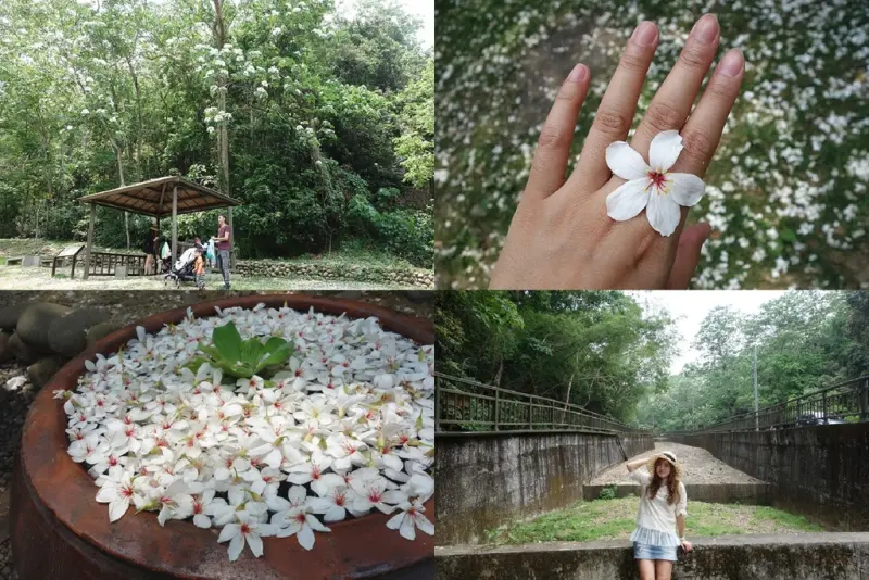【彰化芬園景點】挑水古道桐花季，芬園挑水古道賞桐花，白色落下美麗景色，只有每年五月限定~