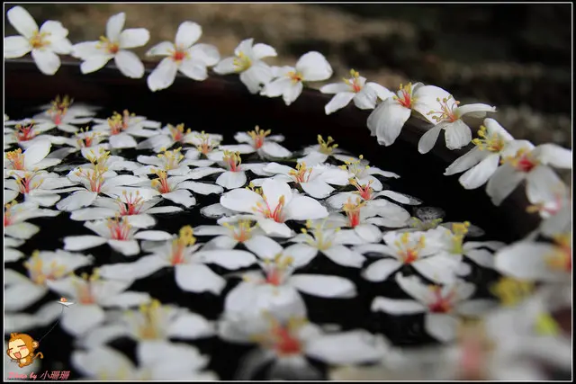 《遊記—彰化》桐言桐雨～挑水古道