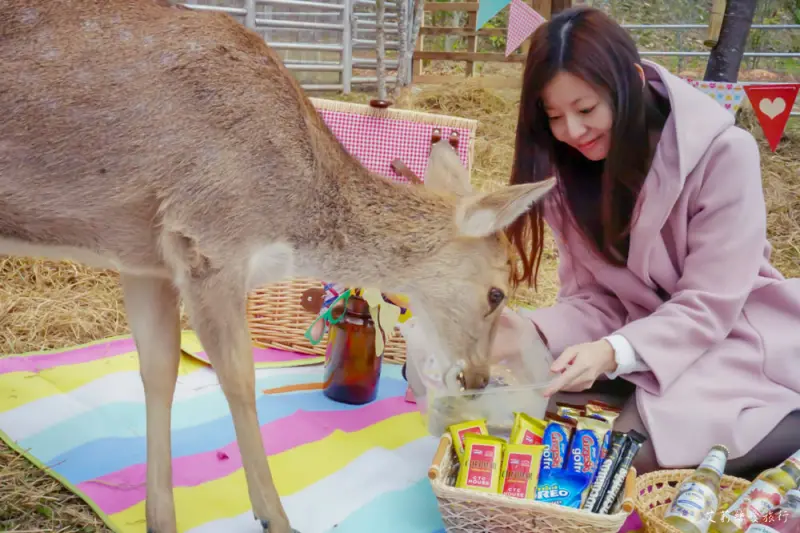 清境之旅》全台唯一！櫻花樹下野餐餵食可愛梅花鹿 日初雲來渡假莊園 清境頂級歐式民宿推薦 - 艾莉絲愛旅行