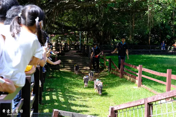 桃園『埔心牧場』，餵動物、烤肉、露營好好玩