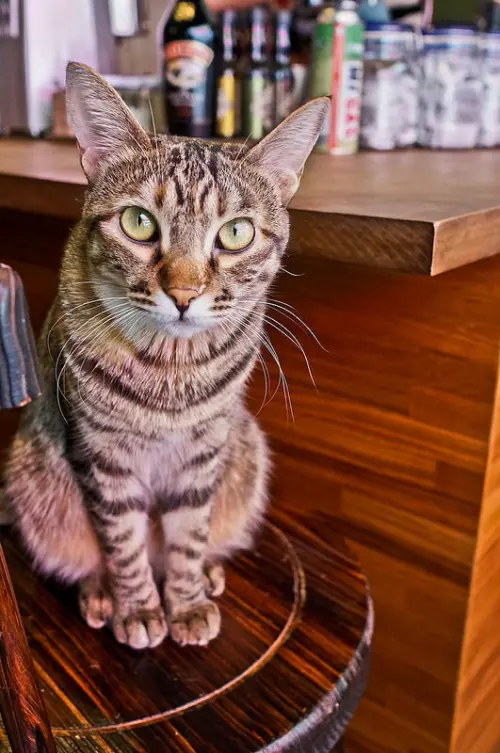 宜蘭 羅東林場 輕聲細語 慵懶午後 甜點無敵的 禮物咖啡