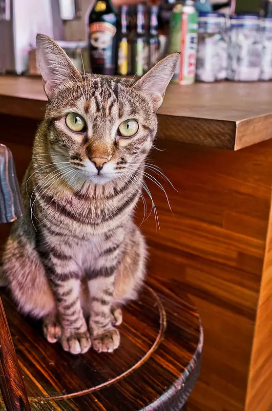 宜蘭 羅東林場 輕聲細語 慵懶午後 甜點無敵的 禮物咖啡