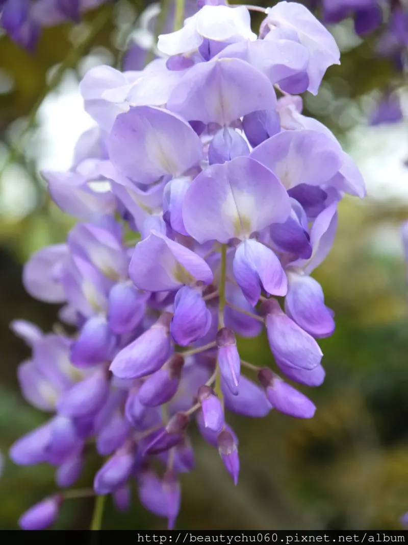 台北‧淡水‧紫藤花咖啡園‧紫色的浪漫(4/4花況)
