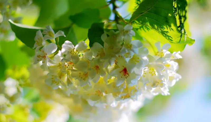 夏雪 の 前奏曲 * 南投埔里 . 暨南大學 油桐花