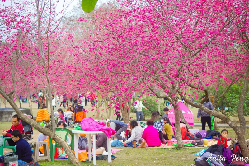 【玩樂．南投】櫻花樹下浪漫賞櫻～2015暨南大學櫻花季