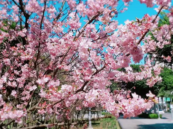 【林口運動公園賞櫻】離巿區最近的賞櫻步道/香水櫻山櫻花爆滿開美極了/林口賞櫻美食半日遊(2018/3/1最新花況)