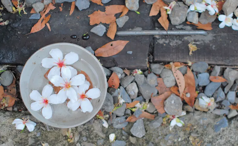 串起的幸福 ?? * 彰化芬園 . 挑水古道桐花祭