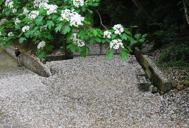 旅行 の 意義 * 芬園 . 挑水古道桐花祭