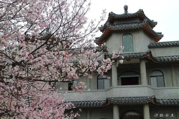 2015最後的櫻天『東方寺』賞櫻/士林‧陽明山/一次收集吉野櫻/紫藤/黃金風鈴木