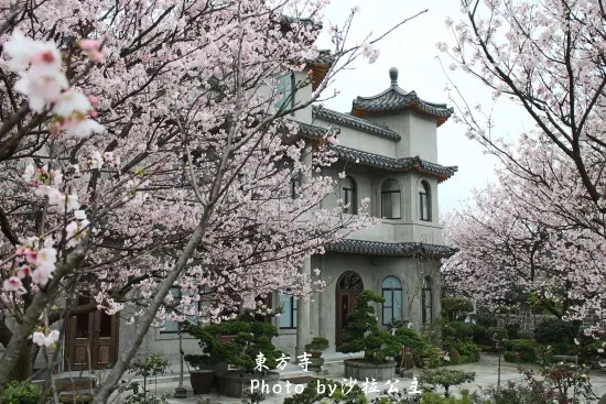 東方寺賞櫻(陽明山)